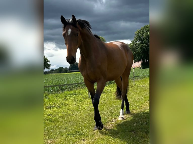 Westfaal Merrie 4 Jaar 165 cm Bruin in Schöppingen