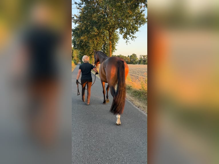 Westfaal Merrie 4 Jaar 165 cm Bruin in Schöppingen