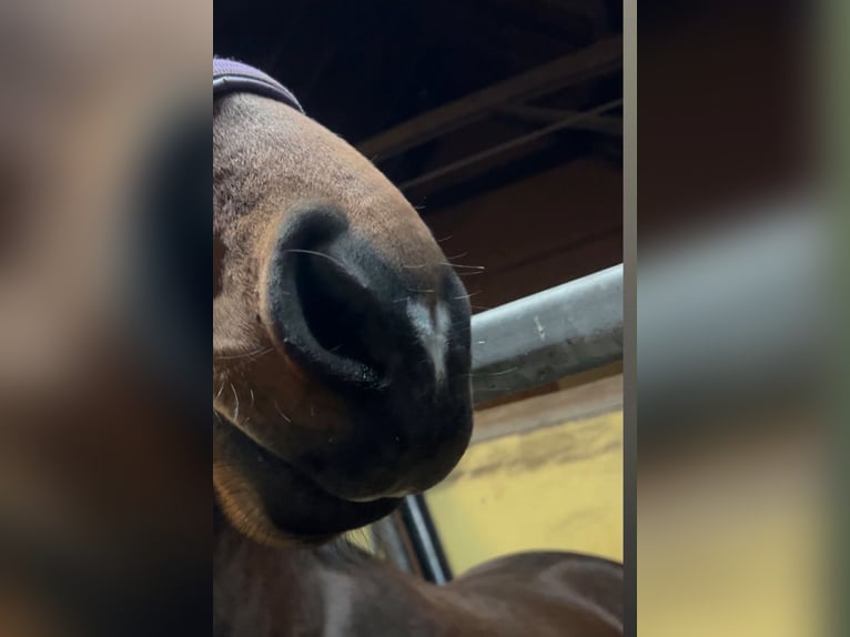 Westfaal Merrie 4 Jaar 165 cm Bruin in Schöppingen