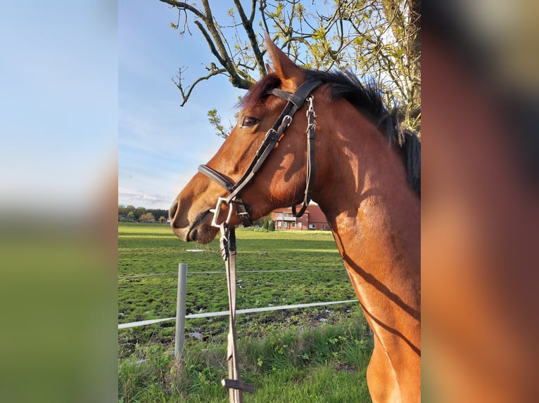 Westfaal Merrie 4 Jaar 165 cm Bruin in Salzbergen