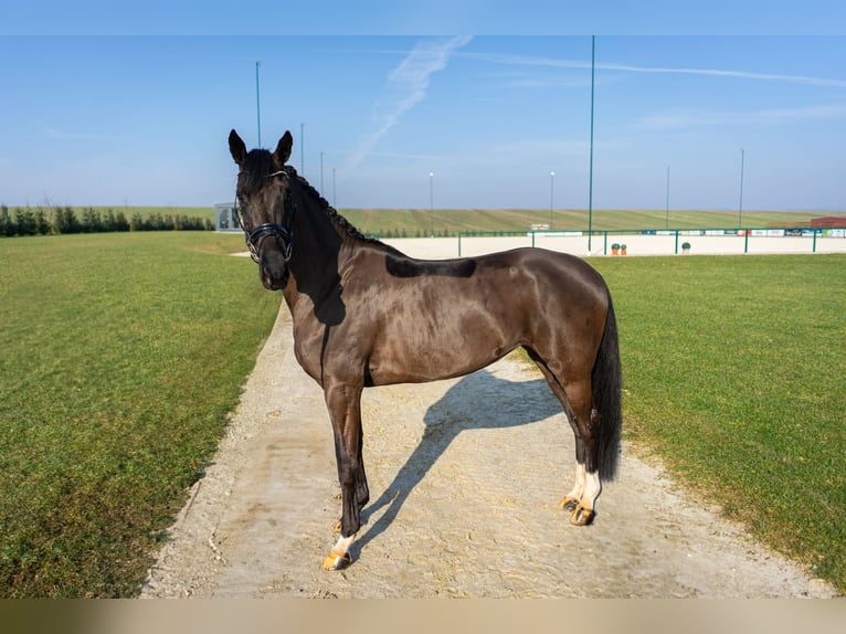 Westfaal Merrie 4 Jaar 165 cm Donkerbruin in Immenrode