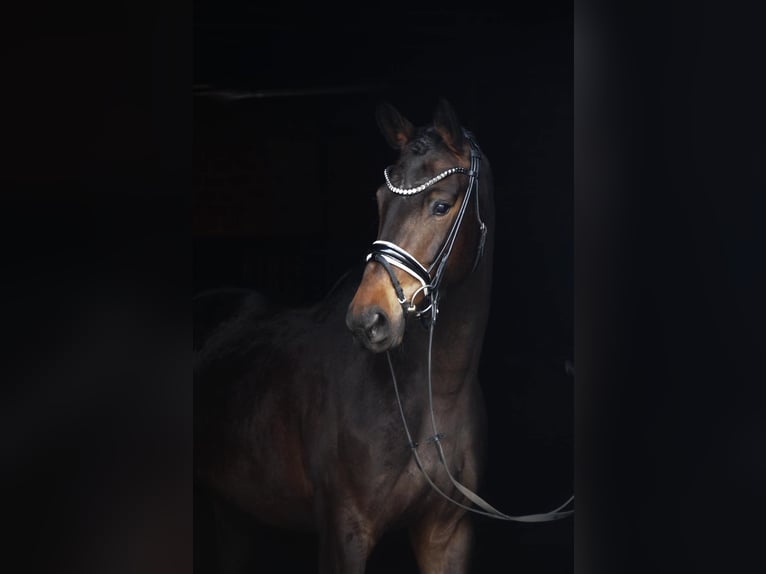 Westfaal Merrie 4 Jaar 165 cm Donkerbruin in Altenberge