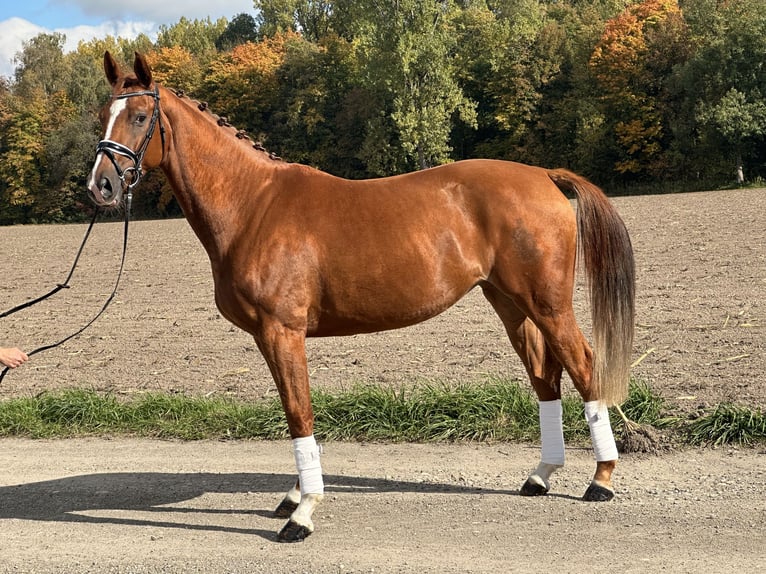 Westfaal Merrie 4 Jaar 165 cm Vos in Riedlingen