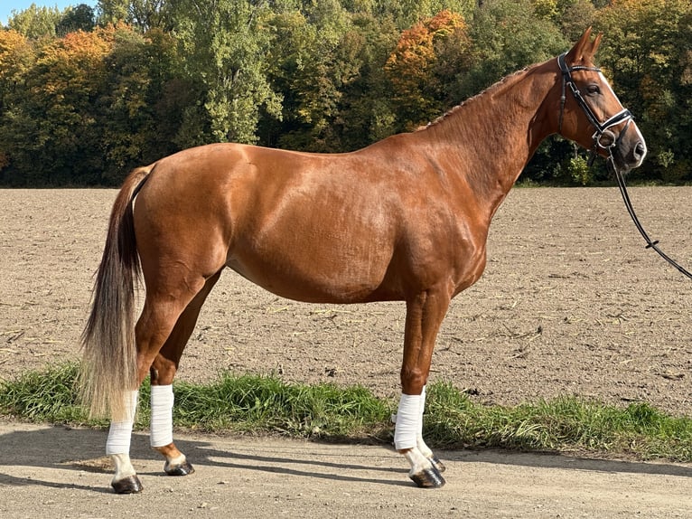 Westfaal Merrie 4 Jaar 165 cm Vos in Riedlingen