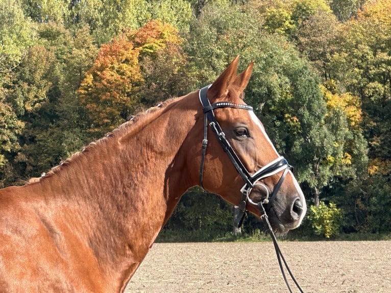 Westfaal Merrie 4 Jaar 165 cm Vos in Riedlingen