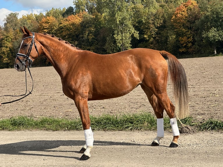 Westfaal Merrie 4 Jaar 165 cm Vos in Riedlingen