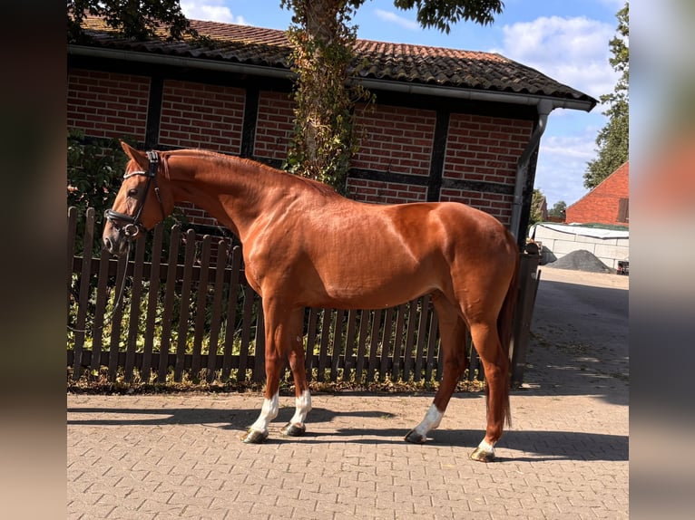 Westfaal Merrie 4 Jaar 165 cm Vos in Telgte