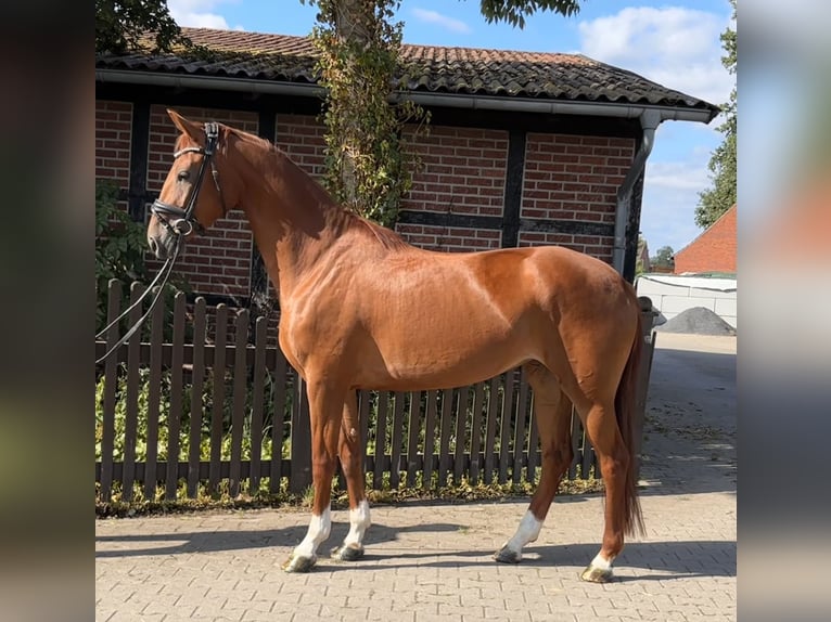 Westfaal Merrie 4 Jaar 165 cm Vos in Telgte