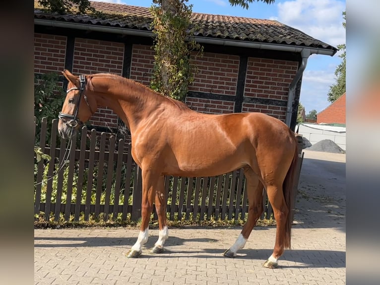 Westfaal Merrie 4 Jaar 165 cm Vos in Telgte