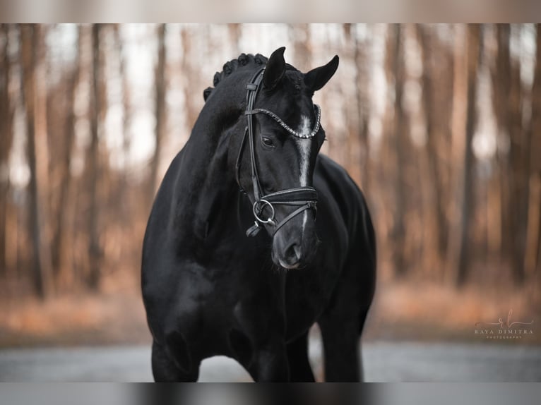 Westfaal Merrie 4 Jaar 165 cm Zwart in Wehringen