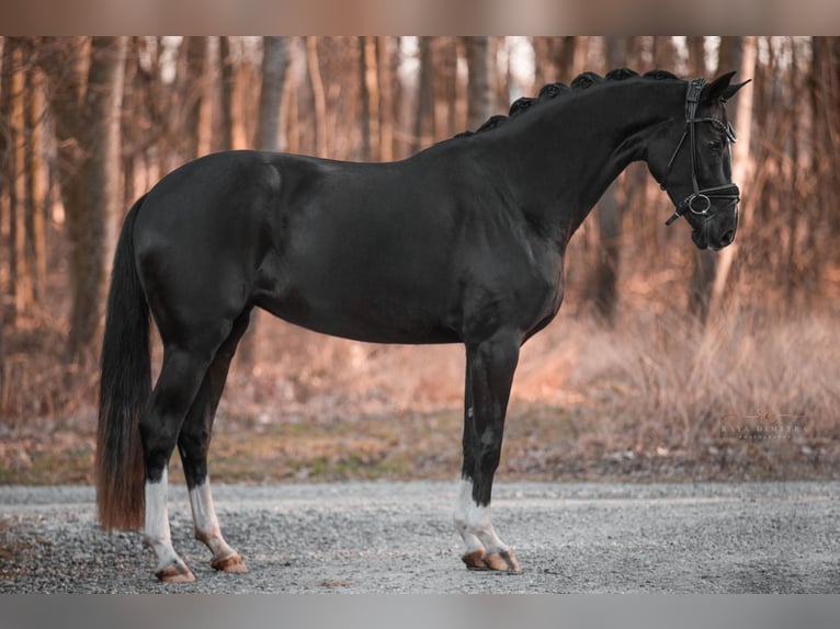 Westfaal Merrie 4 Jaar 165 cm Zwart in Wehringen