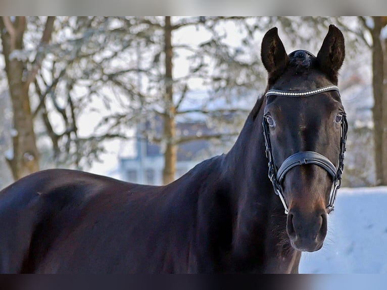 Westfaal Merrie 4 Jaar 165 cm Zwartbruin in Bad Wörishofen