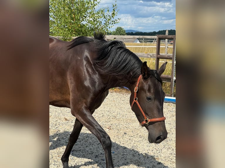 Westfaal Merrie 4 Jaar 165 cm Zwartbruin in Weiskirchen