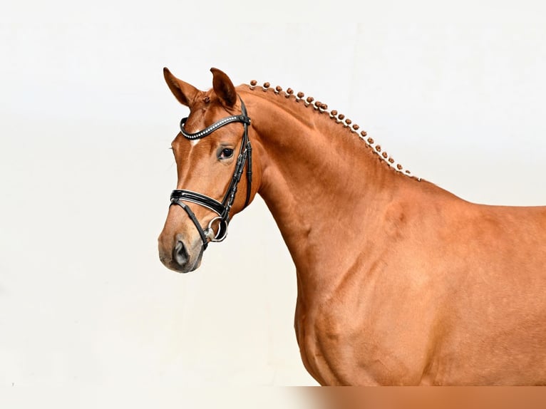 Westfaal Merrie 4 Jaar 166 cm Bruin in Saerbeck