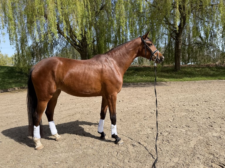 Westfaal Merrie 4 Jaar 166 cm Bruin in Köln