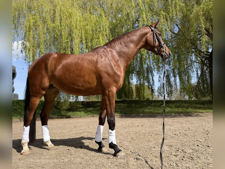Westfaal Merrie 4 Jaar 166 cm Bruin in Köln