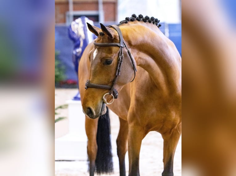 Westfaal Merrie 4 Jaar 166 cm Bruin in Diepholz