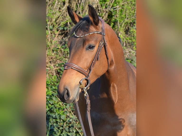 Westfaal Merrie 4 Jaar 166 cm Bruin in Bad Sassendorf