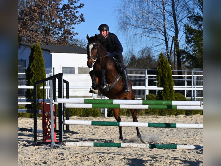 Westfaal Merrie 4 Jaar 166 cm Bruin in Wysin