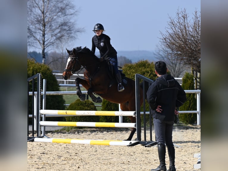 Westfaal Merrie 4 Jaar 166 cm Bruin in Wysin