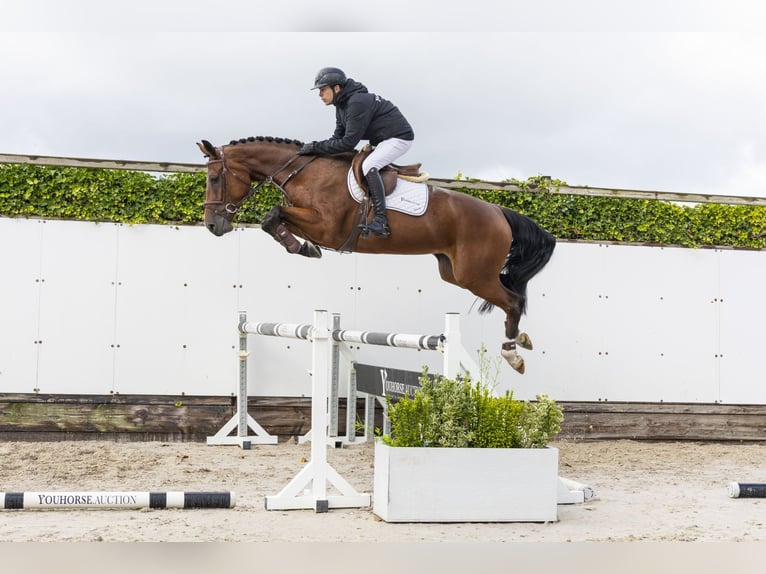 Westfaal Merrie 4 Jaar 166 cm Bruin in Waddinxveen