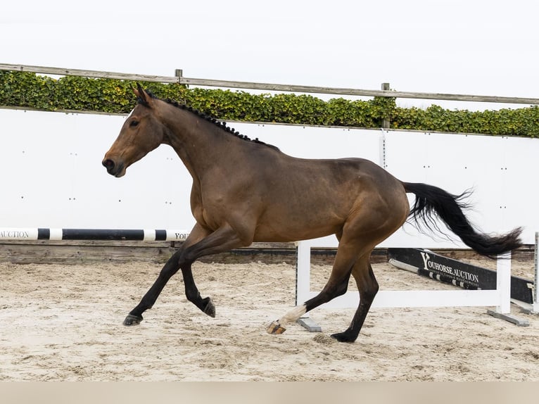 Westfaal Merrie 4 Jaar 166 cm Bruin in Waddinxveen