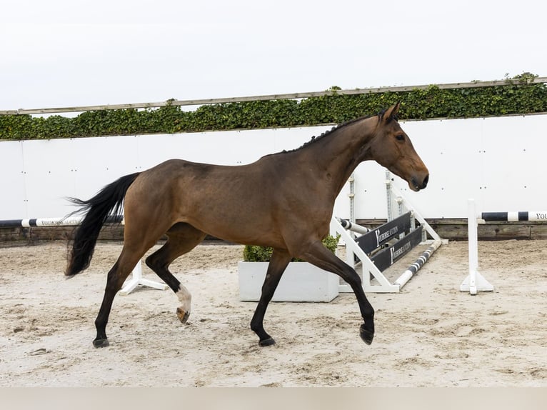 Westfaal Merrie 4 Jaar 166 cm Bruin in Waddinxveen