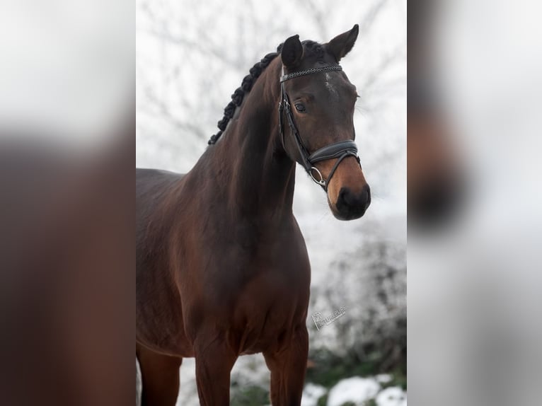 Westfaal Merrie 4 Jaar 166 cm Donkerbruin in Neer