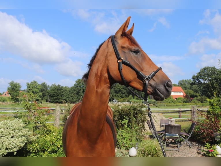 Westfaal Merrie 4 Jaar 166 cm Vos in Emsdetten