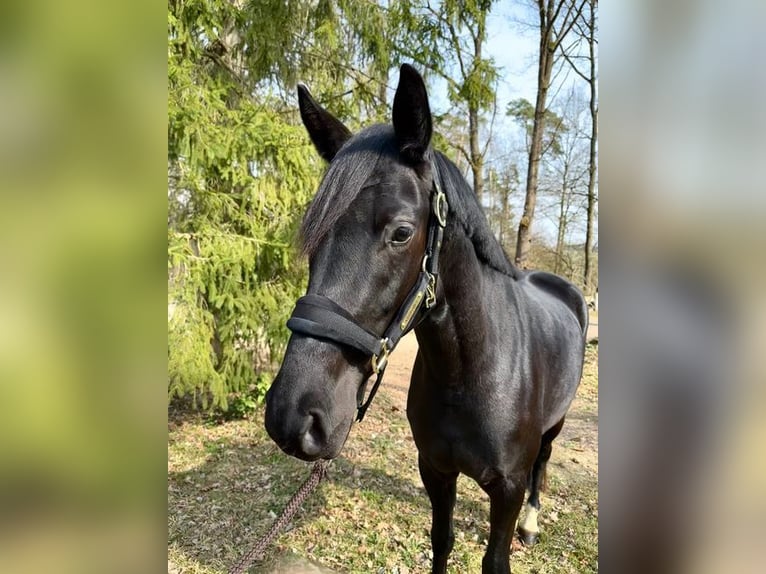 Westfaal Merrie 4 Jaar 166 cm Zwart in Allershausen