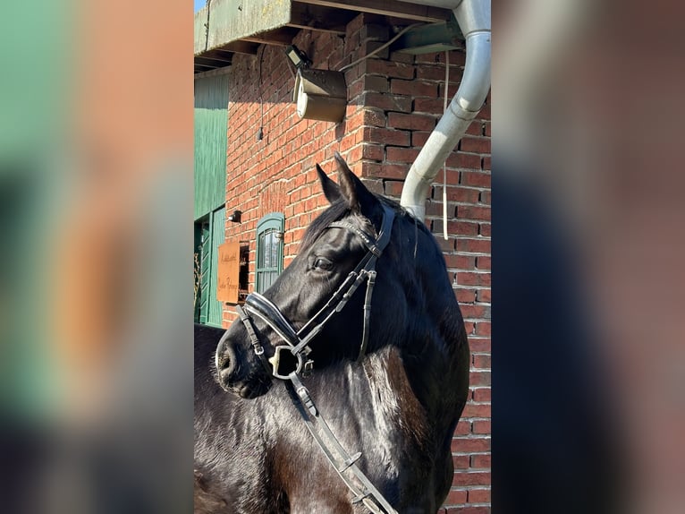 Westfaal Merrie 4 Jaar 166 cm Zwart in Telgte