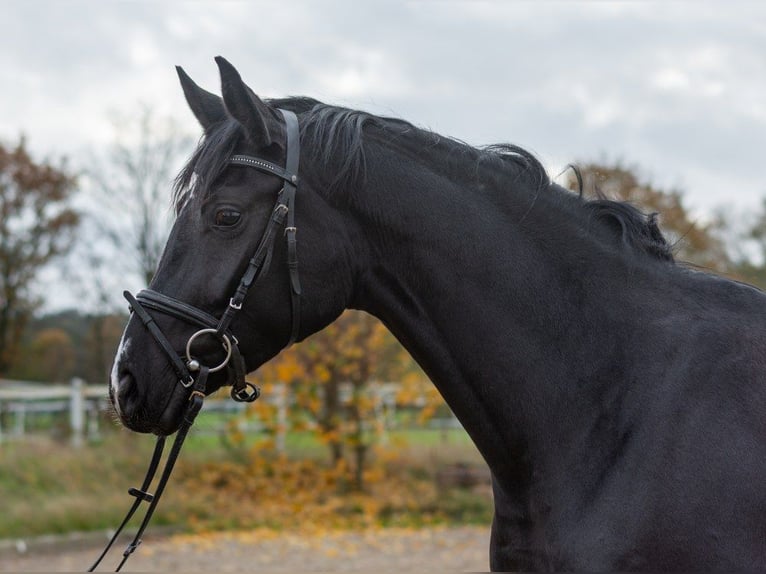Westfaal Merrie 4 Jaar 166 cm Zwartbruin in Heiden