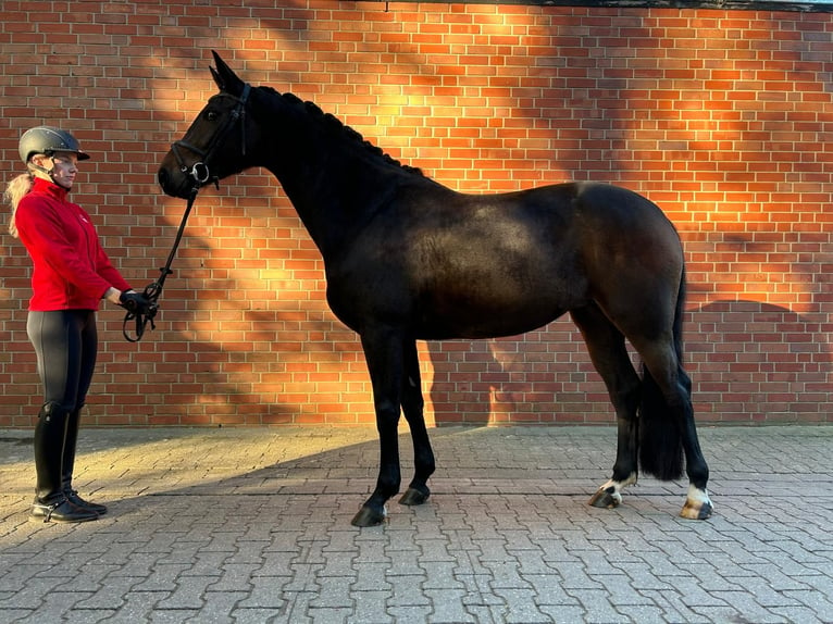 Westfaal Merrie 4 Jaar 166 cm Zwartbruin in Münster