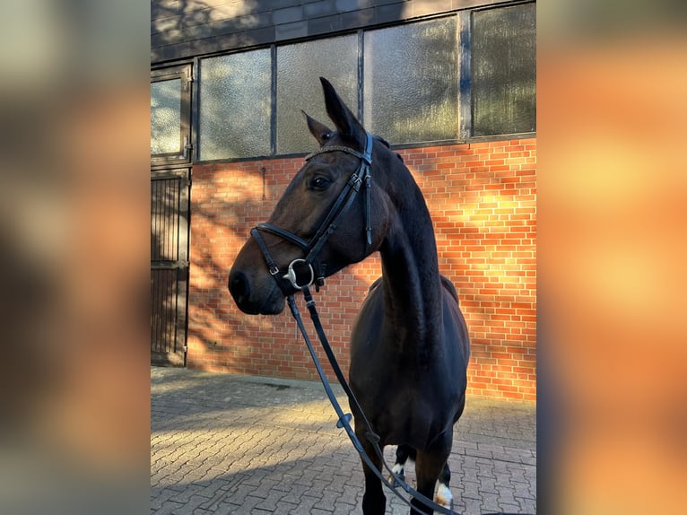 Westfaal Merrie 4 Jaar 166 cm Zwartbruin in Münster