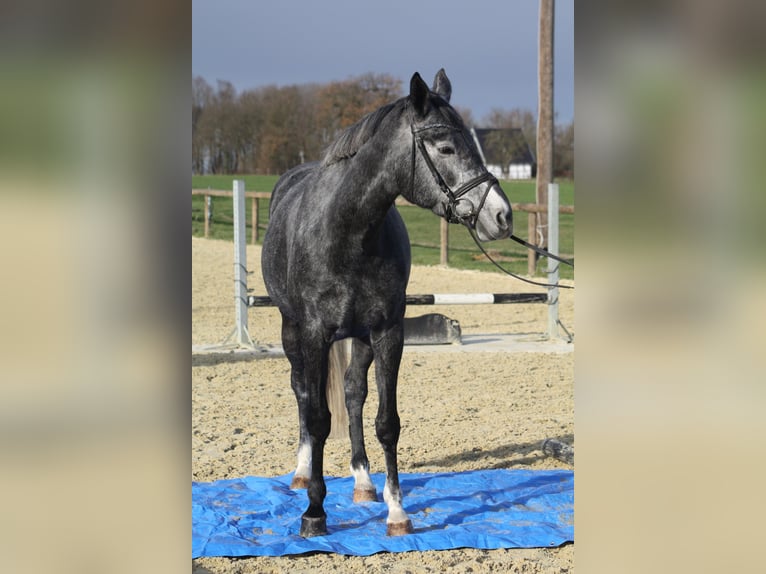 Westfaal Merrie 4 Jaar 166 cm Zwartschimmel in Ennigerloh