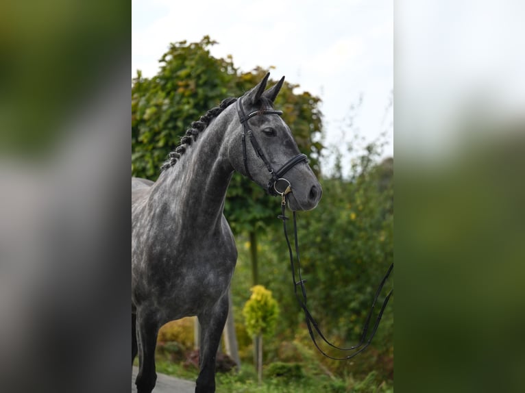 Westfaal Merrie 4 Jaar 167 cm Appelschimmel in Wysin