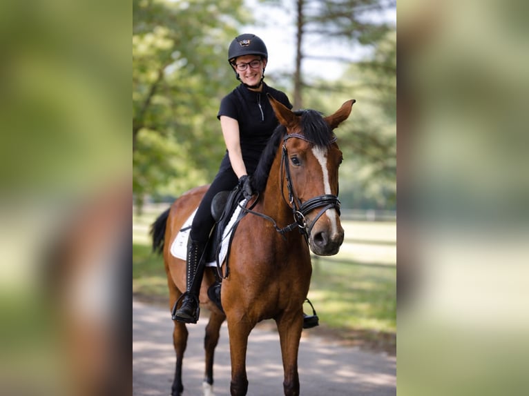 Westfaal Merrie 4 Jaar 167 cm Bruin in FürstenauFürstenau