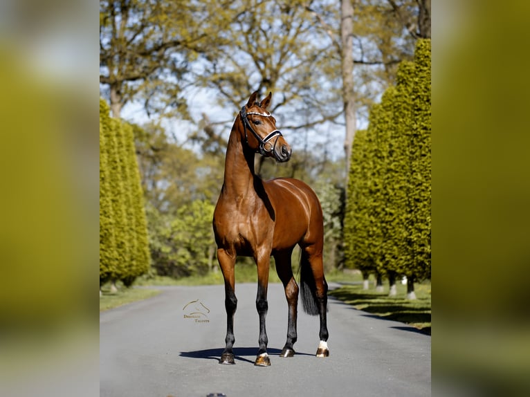 Westfaal Merrie 4 Jaar 167 cm Bruin in Münster