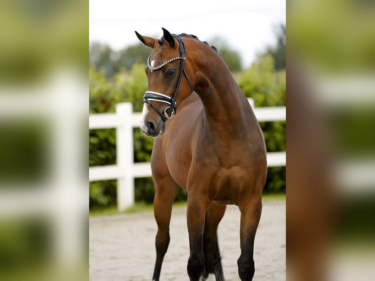 Westfaal Merrie 4 Jaar 167 cm Bruin in Vechta