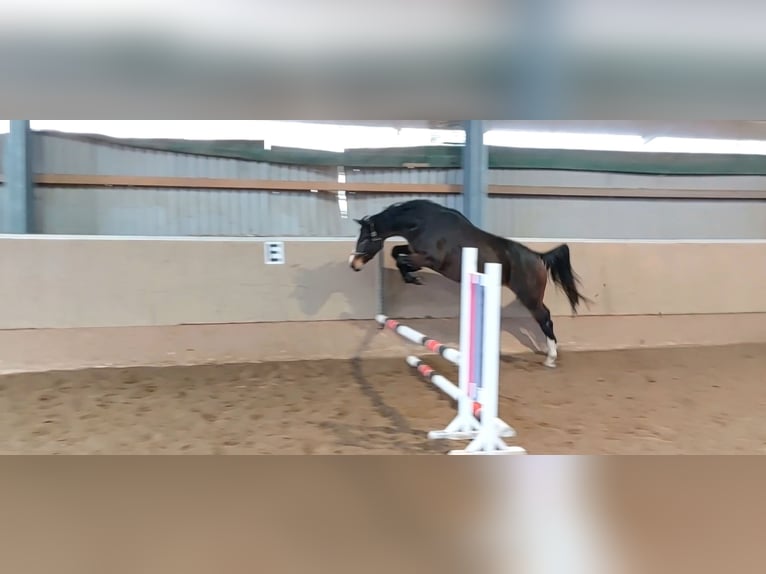 Westfaal Merrie 4 Jaar 167 cm Bruin in Minden