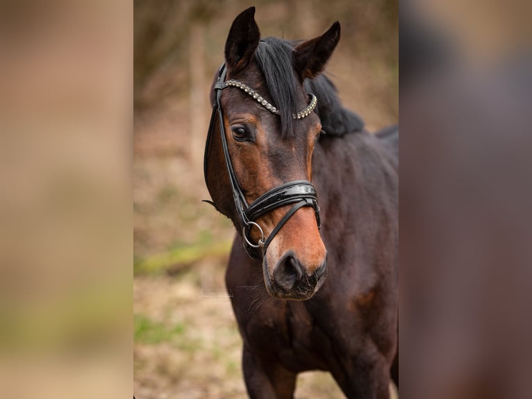 Westfaal Merrie 4 Jaar 167 cm Donkerbruin in Siegen