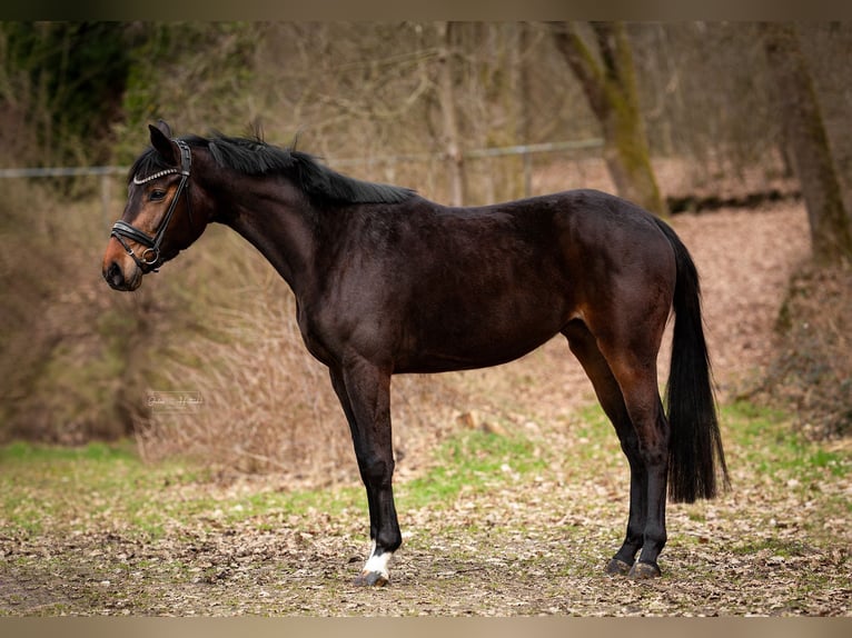 Westfaal Merrie 4 Jaar 167 cm Donkerbruin in Siegen