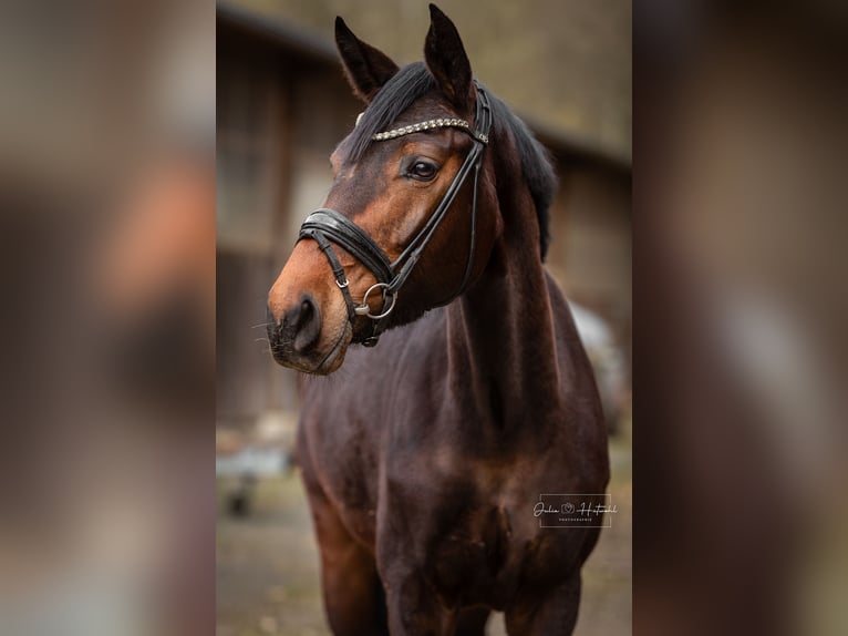 Westfaal Merrie 4 Jaar 167 cm Donkerbruin in Siegen