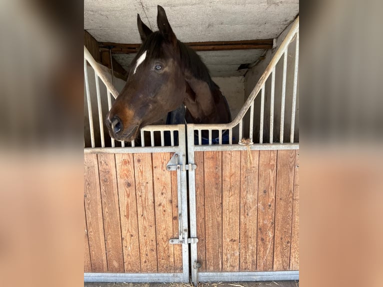 Westfaal Merrie 4 Jaar 167 cm Donkerbruin in Soest