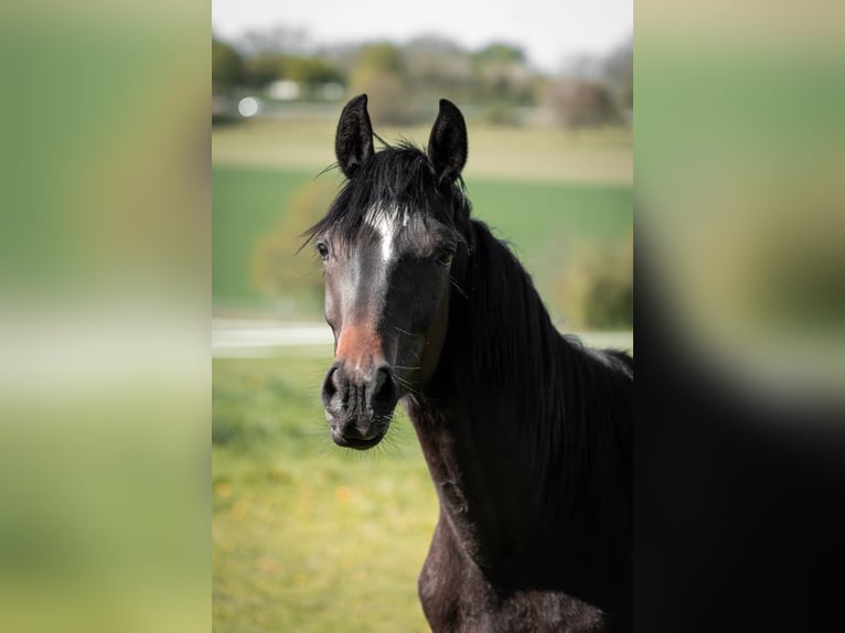 Westfaal Merrie 4 Jaar 167 cm Donkerbruin in Soest