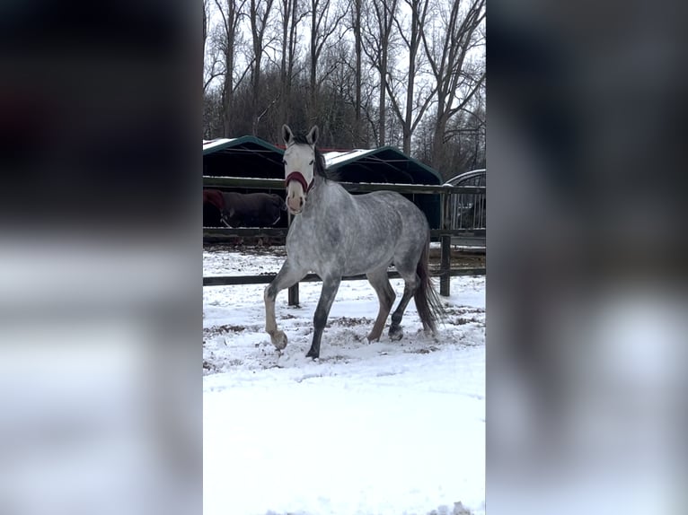 Westfaal Merrie 4 Jaar 167 cm Schimmel in Uchte