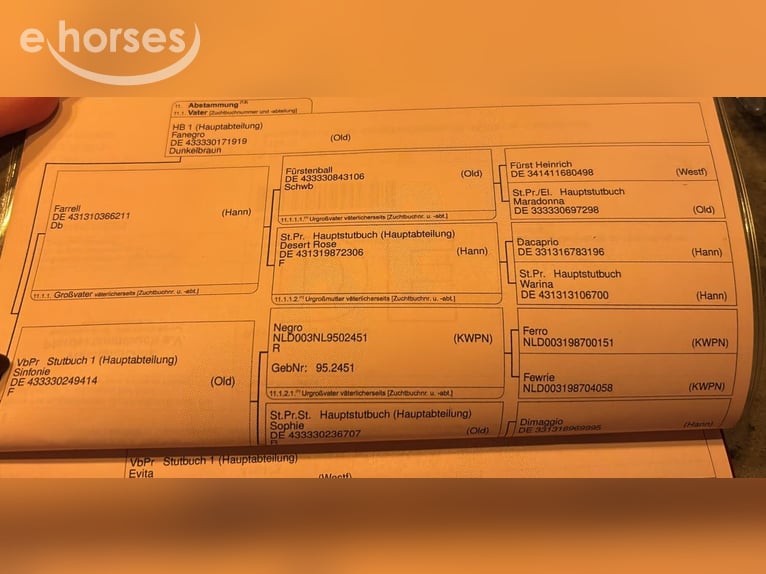 Westfaal Merrie 4 Jaar 167 cm Vos in Nettersheim