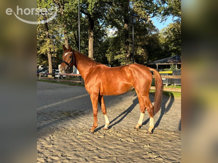 Westfaal Merrie 4 Jaar 167 cm Vos in Nettersheim
