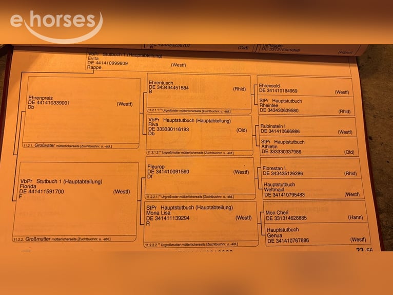 Westfaal Merrie 4 Jaar 167 cm Vos in Nettersheim