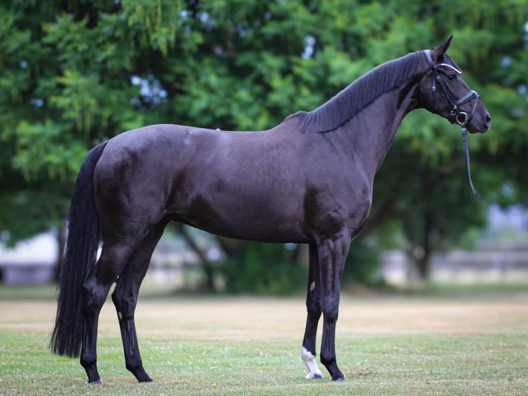 Westfaal Merrie 4 Jaar 167 cm Zwart in Bielefeld